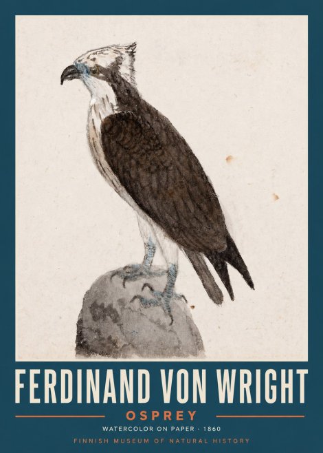 Ferdinand von Wright Osprey No2 - Poszter