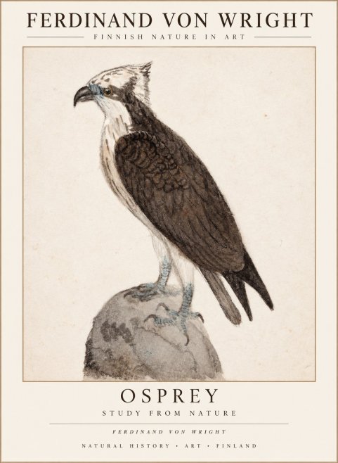 Ferdinand von Wright Osprey No3 - Poszter