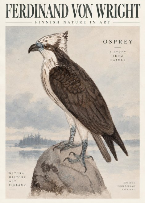 Ferdinand von Wright Osprey No6 - Poszter