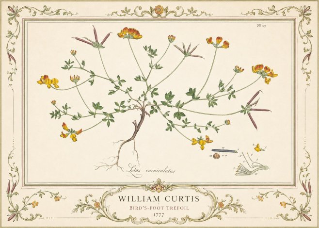 William Curtis Bird's-foot Trefoil No4 - Poszter