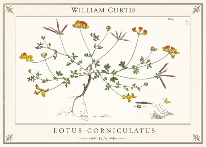 William Curtis Bird's-foot Trefoil No6 - Poszter