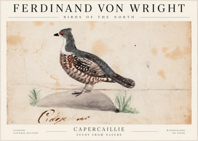Ferdinand von Wright Grouse No2 - Poszter