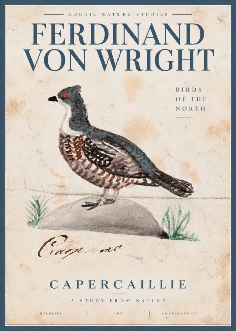 Ferdinand von Wright Grouse No5 - Poszter