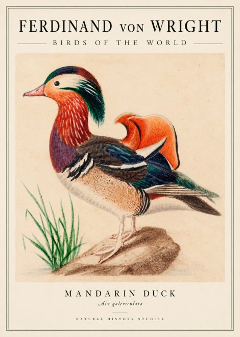 Ferdinand von Wright Mandarin Duck No3 - Poszter