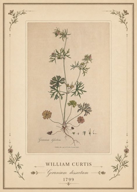 William Curtis Geranium Dissectum II No1 - Poszter