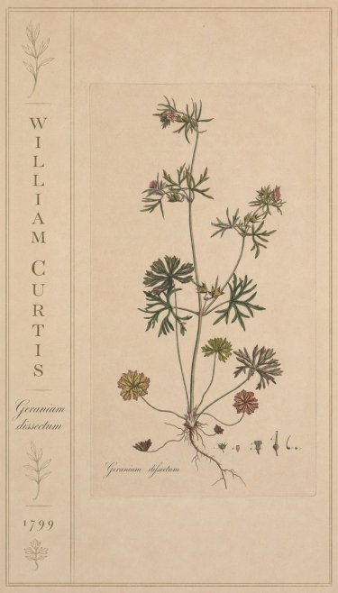 William Curtis Geranium Dissectum II No2 - Poszter