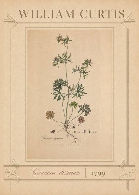 William Curtis Geranium Dissectum II No3 - Poszter
