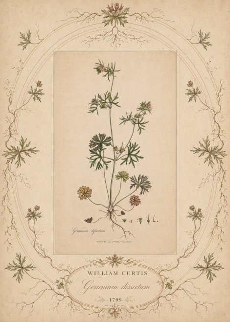William Curtis Geranium Dissectum II No5 - Poszter