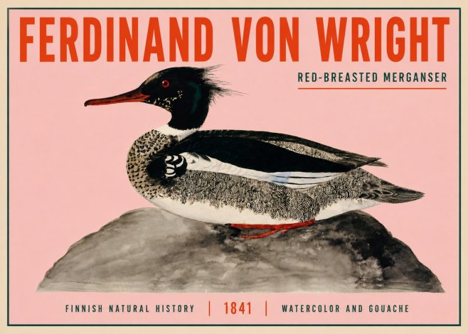 Ferdinand von Wright Red-breasted Merganser No3 - Poszter