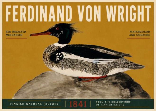 Ferdinand von Wright Red-breasted Merganser No5 - Poszter