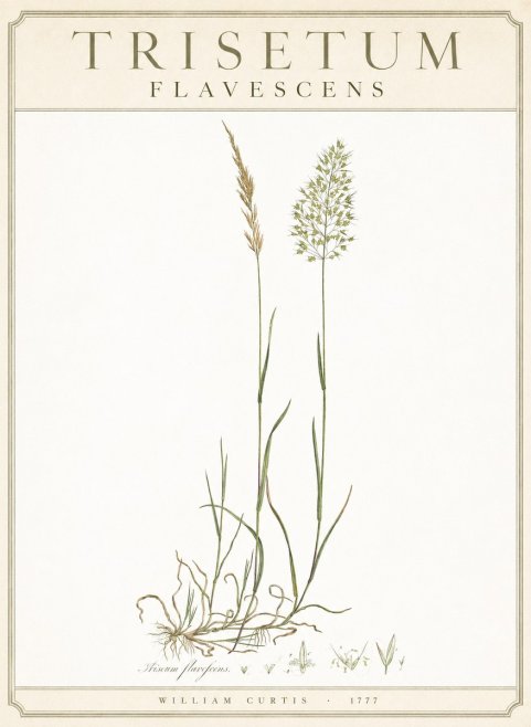 William Curtis Trisetum Flavescens III No3 - Poszter
