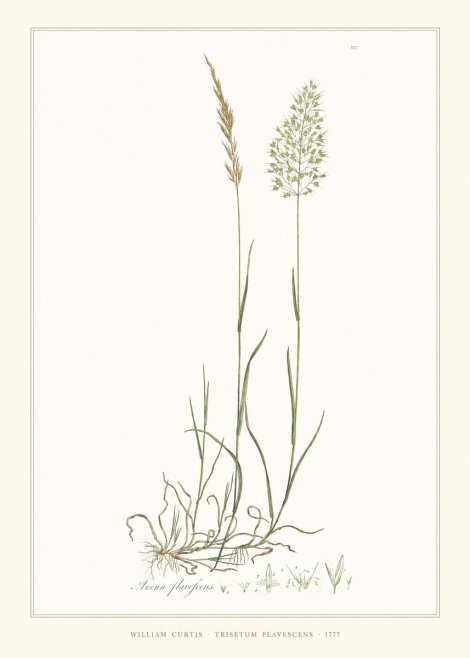 William Curtis Trisetum Flavescens III No6 - Poszter