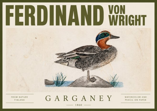 Ferdinand von Wright Garganey No4 - Poszter