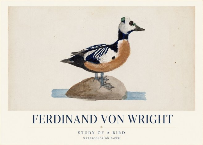 Ferdinand von Wright Study of a Bird No1 - Poszter