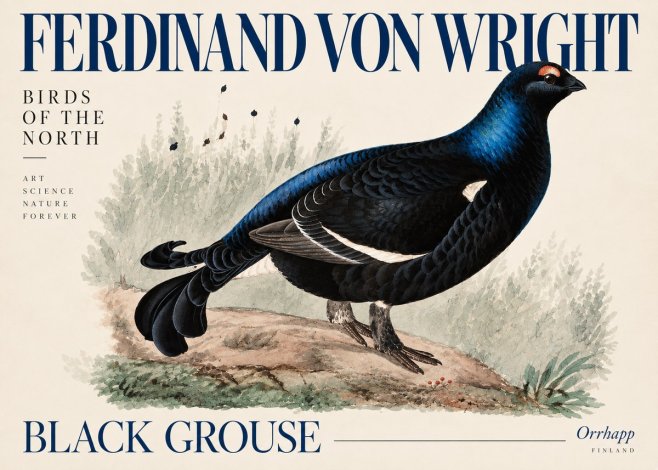 Ferdinand von Wright Black Grouse No5 - Poszter