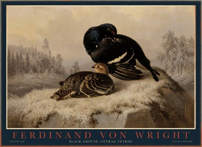 Ferdinand von Wright Black Grouse (Tetrao Tetrix) No1 - Poszter
