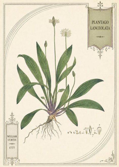 William Curtis Plantago Lanceolata IV No5 - Poszter