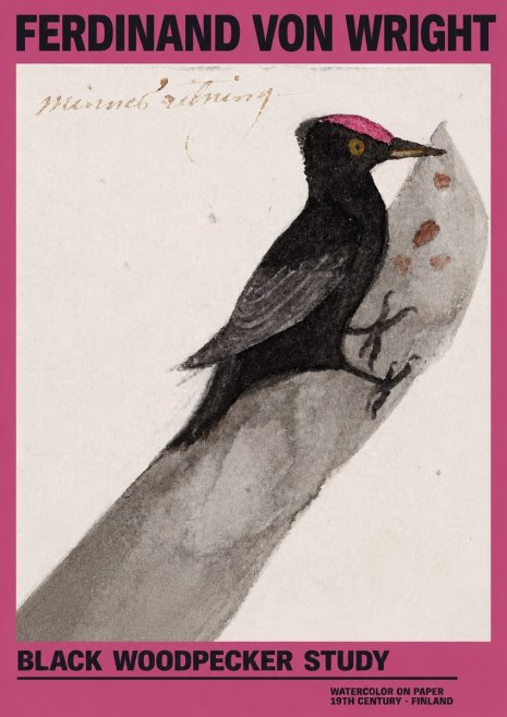 Ferdinand von Wright Black Woodpecker Study No2 - Poszter