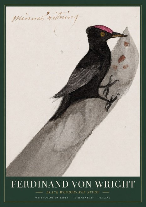 Ferdinand von Wright Black Woodpecker Study No3 - Poszter