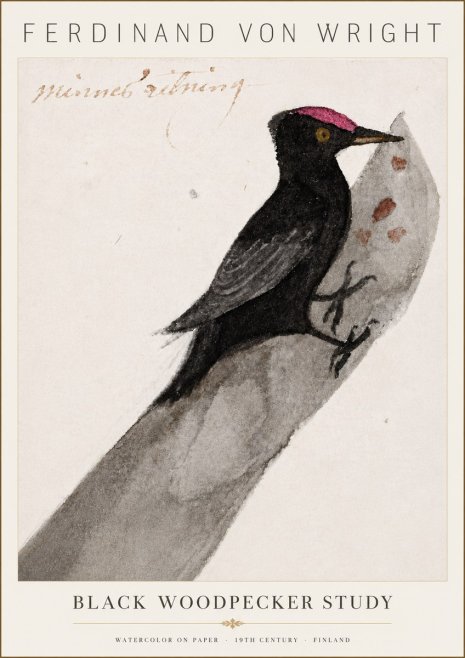 Ferdinand von Wright Black Woodpecker Study No6 - Poszter