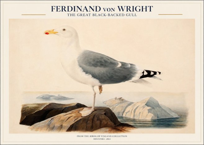 Ferdinand von Wright The Great Black-backed Gull No1 - Poszter