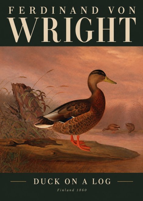 Ferdinand von Wright Wild Duck No3 - Poszter