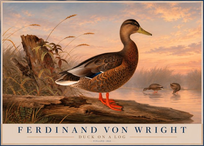 Ferdinand von Wright Wild Duck No6 - Poszter