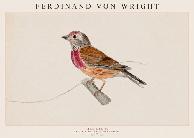 Ferdinand von Wright Bird Study No1 - Poszter