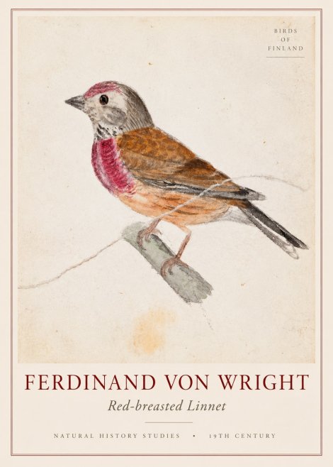 Ferdinand von Wright Bird Study No3 - Poszter