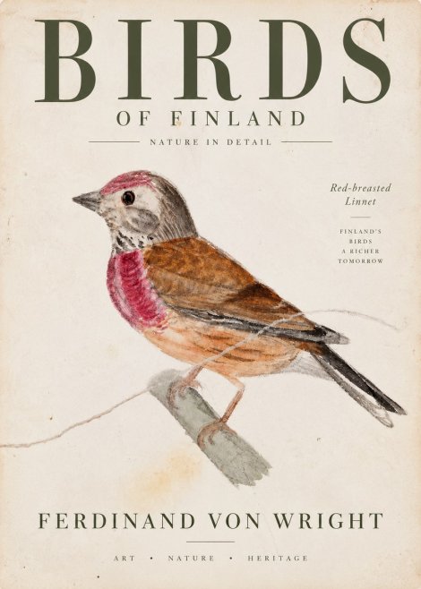 Ferdinand von Wright Bird Study No4 - Poszter