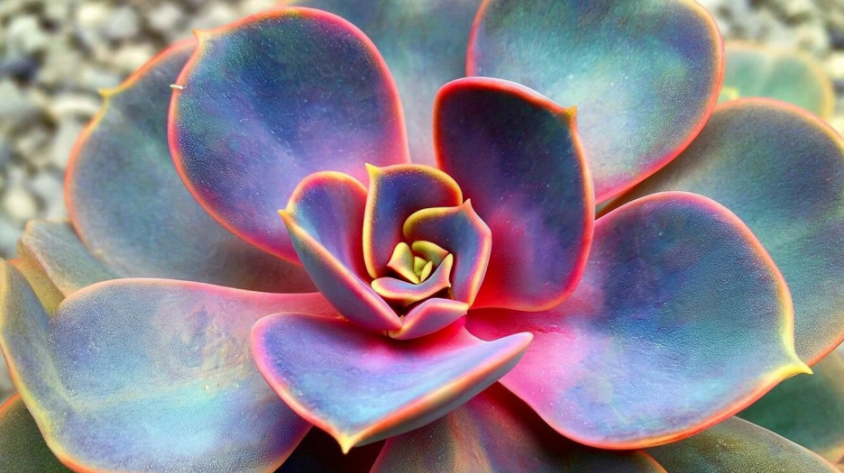 Iridescent Succulent
