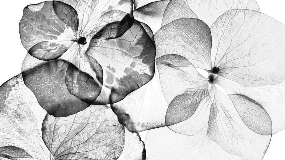 Fossilized Petals
