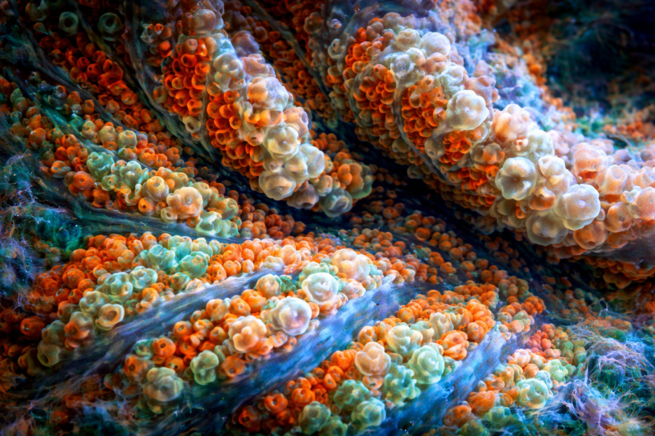 Lattice Undercurrent