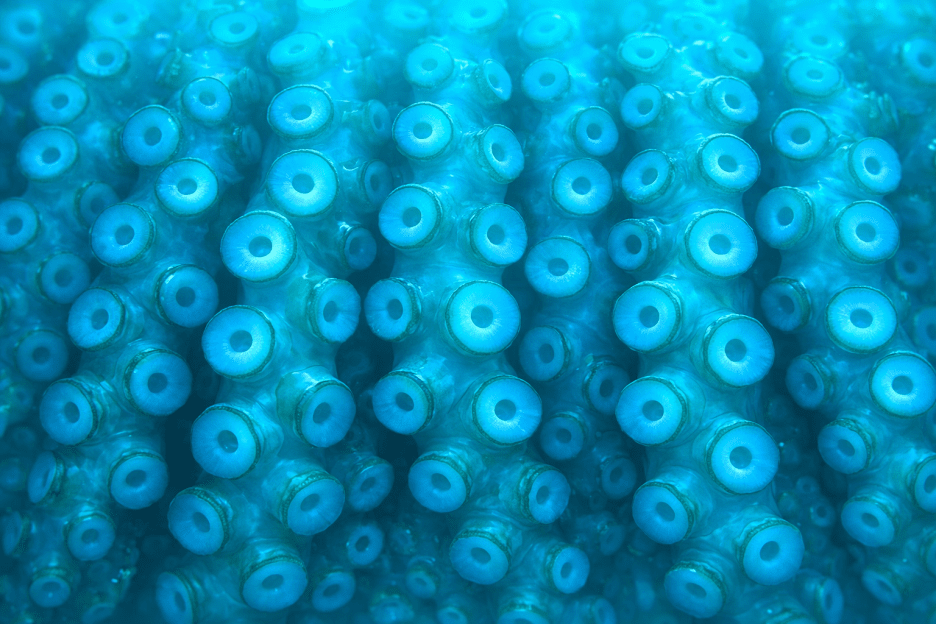 Abyssal Orbs