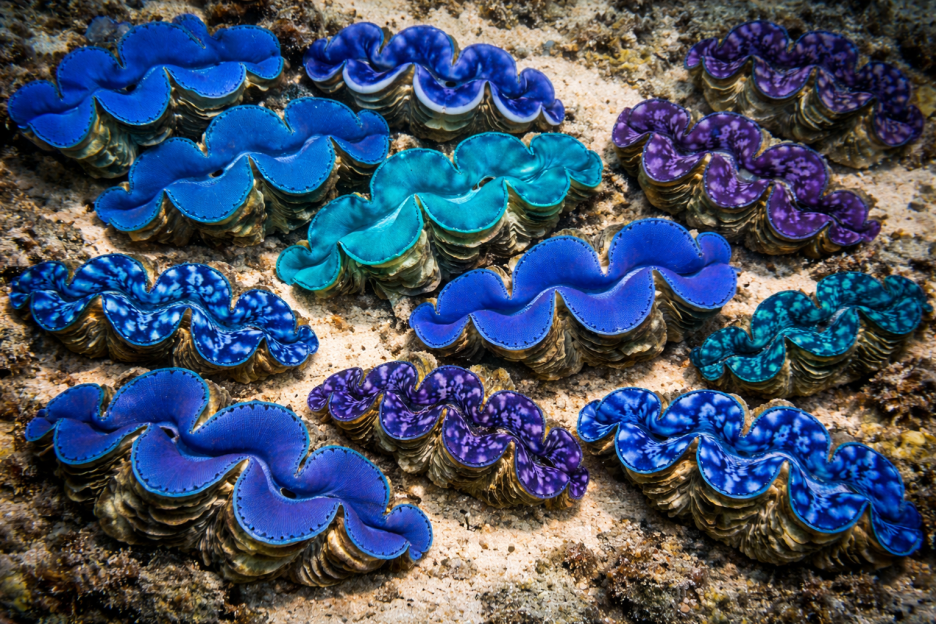 Luminous Clam Shells