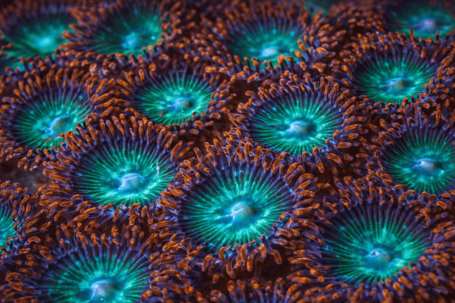 Ember Reefscape
