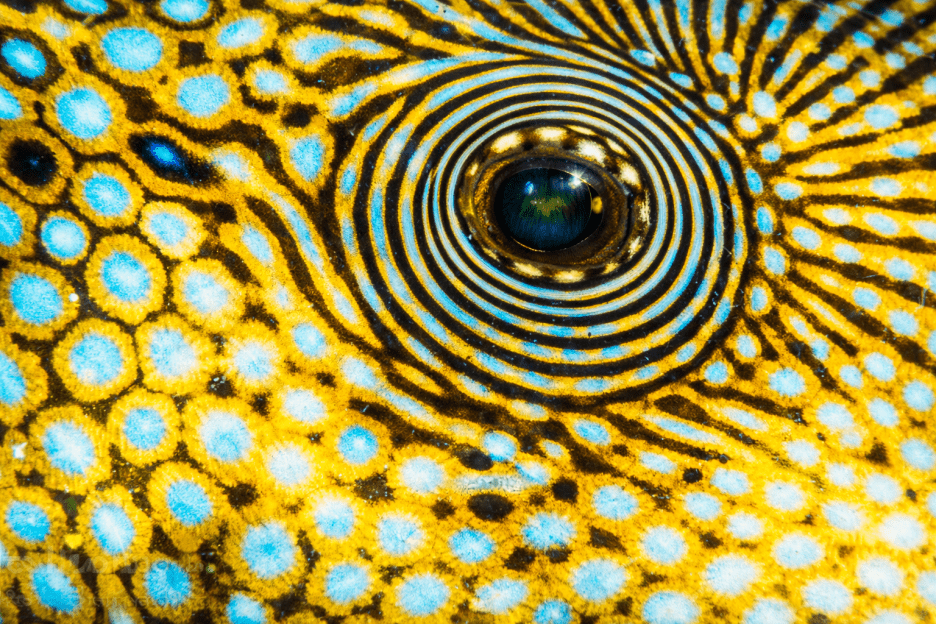 Rippled Mosaic