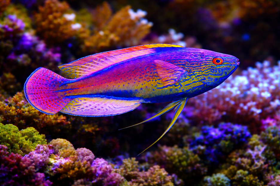 Iridescent Marine Mural