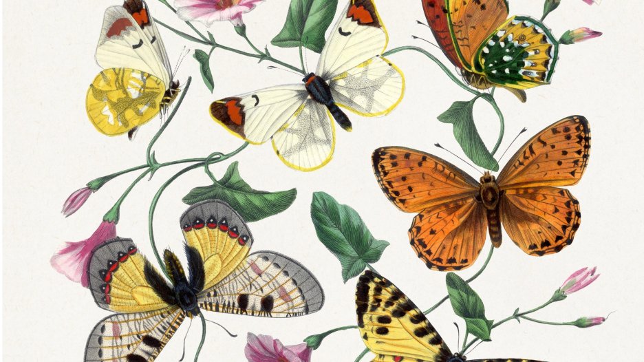 Butterfly Tango