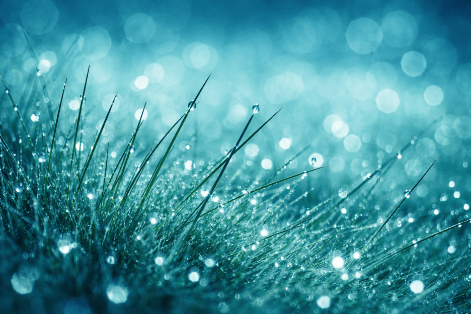 Glacial Meadow
