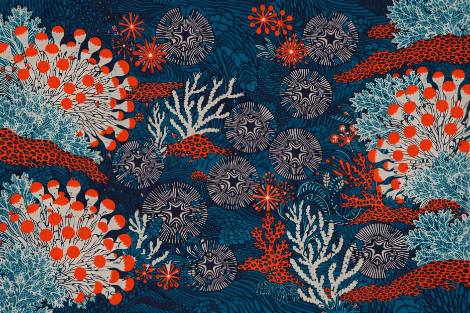 Coral Reef Wisp