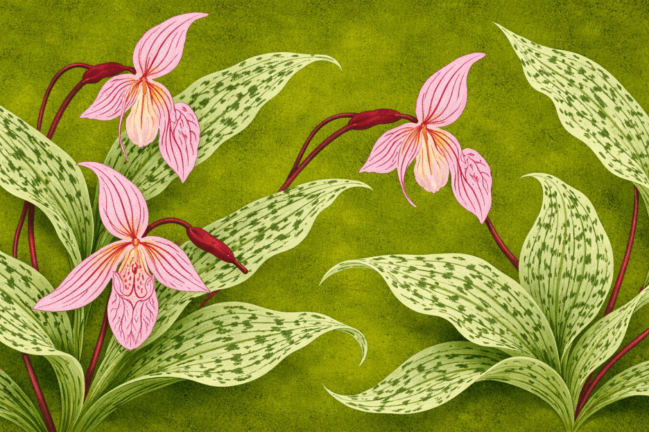 Orchid Whispers