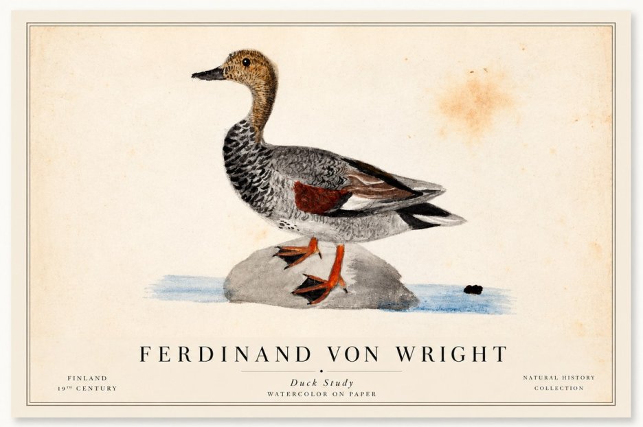 Ferdinand von Wright Duck on a Rock No2 - Poszter