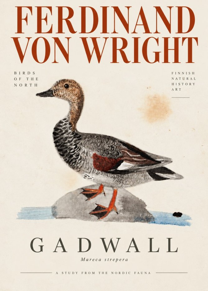 Ferdinand von Wright Duck on a Rock No4 - Poszter