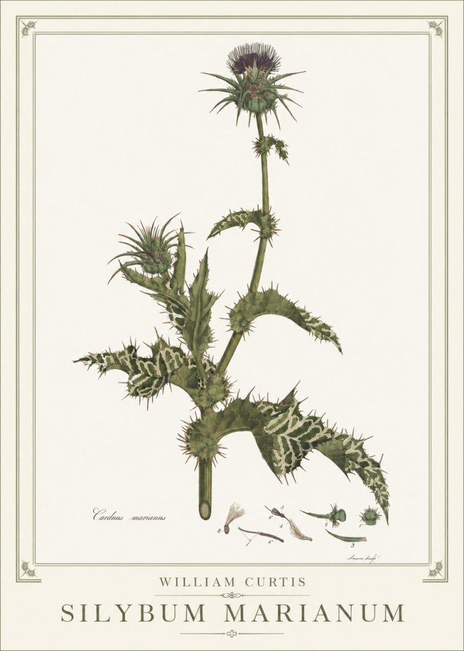 William Curtis Silybum Marianum No1 - Poszter
