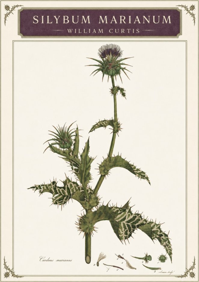 William Curtis Silybum Marianum No3 - Poszter