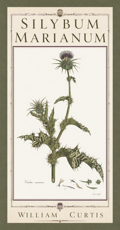 William Curtis Silybum Marianum No5 - Poszter