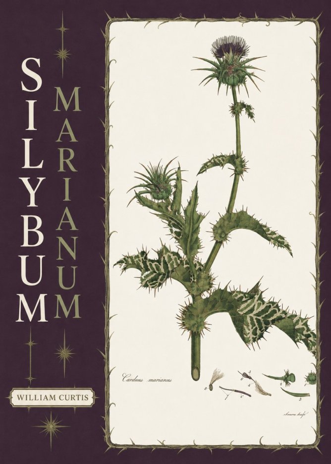 William Curtis Silybum Marianum No6 - Poszter
