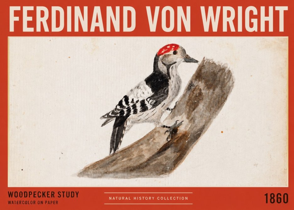 Ferdinand von Wright Woodpecker Study No2 - Poszter