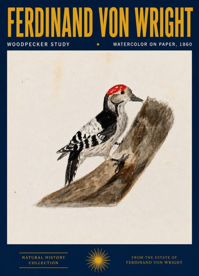 Ferdinand von Wright Woodpecker Study No4 - Poszter